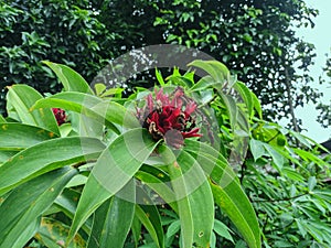 a picture of the costus plant