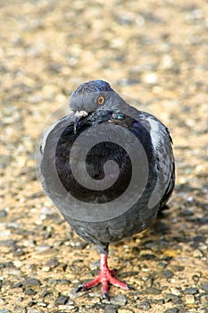 Picture of a courious pigeon