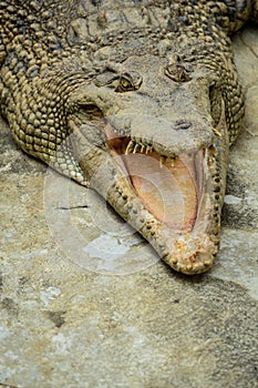 Picture of crocodile open mouth on the pavement
