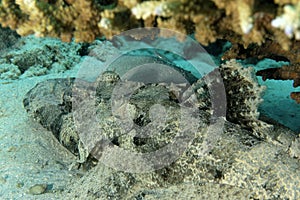 A picture of a crocodilefish