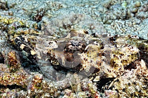 A picture of a crocodilefish