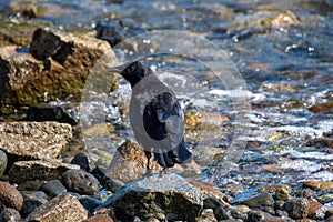 A picture of a crow resting on the rock.