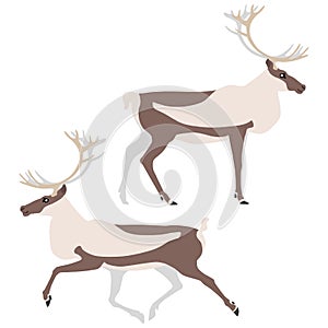 Set of two caribous photo
