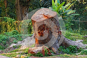 Picture of cut tree trunks on the ground or soil at Acharya Jagadish Chandra Bose Indian Botanic Garden of Shibpur, Howrah near