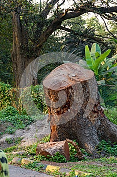 Picture of cut tree trunks on the ground or soil at Acharya Jagadish Chandra Bose Indian Botanic Garden of Shibpur, Howrah near