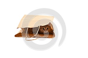 Picture of cute kitten in paper bag isolated on white