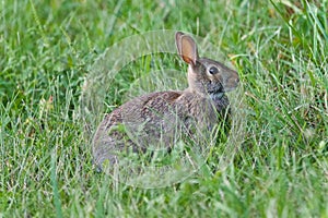 Picture with a cute rabbit sitting in the grass