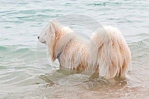 White chow chow bathing in the sea photo