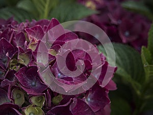 Picture of a dark pink hydrangea in the gardenery.