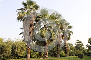 A picture of date palm trees with selective focus