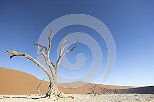 Picture of a dead tree in the Deadvlei in the Namib Desert in the soft evening light without people