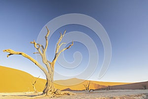 Picture of a dead tree in the Deadvlei in the Namib Desert in the soft evening light without people