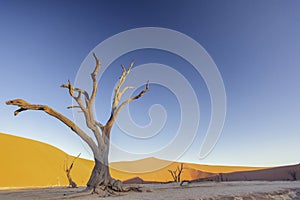 Picture of a dead tree in the Deadvlei in the Namib Desert in the soft evening light without people