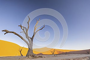 Picture of a dead tree in the Deadvlei in the Namib Desert in the soft evening light without people