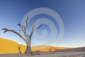 Picture of a dead tree in the Deadvlei in the Namib Desert in the soft evening light without people