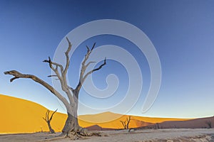 Picture of a dead tree in the Deadvlei in the Namib Desert in the soft evening light without people