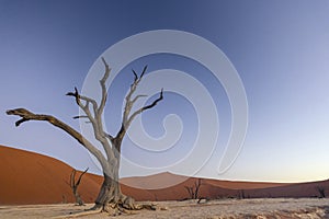 Picture of a dead tree in the Deadvlei in the Namib Desert in the soft evening light without people