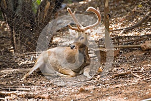 Picture deerRucervus eldi Rucervus schomburgki in zoo at nakhonratchasima thailand