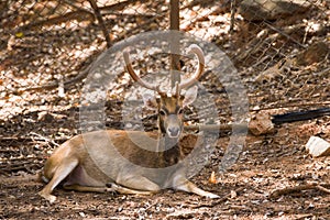 Picture deerRucervus eldi Rucervus schomburgki in zoo at nakhonratchasima thailand