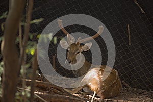 Picture deerRucervus eldi Rucervus schomburgki in zoo at nakhonratchasima thailand