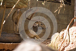 Picture deerRucervus eldi Rucervus schomburgki in zoo at nakhonratchasima thailand