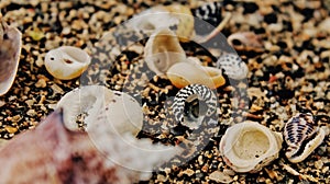 Macro of sea nutshells