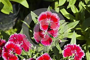 Picture, dianthus flower Red White,colourful beautiful in garden