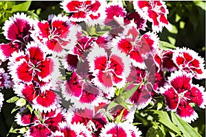 Picture, dianthus flower Red White,colourful beautiful in garden