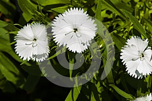 Picture, dianthus flower white,colourful beautiful in garden