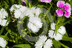 Picture, dianthus flower white,colourful beautiful in garden