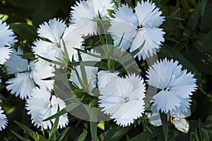 Picture, dianthus flower white,colourful beautiful in garden