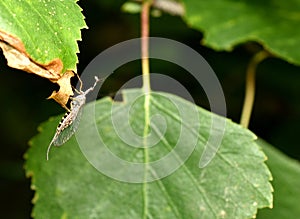Insect Dichrostigma flavipes with transparent wings. photo