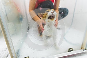 Picture of a distressed white and beige cat being showered. Medium shot. Pet concept.