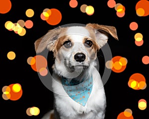 Picture of a dog on a black background