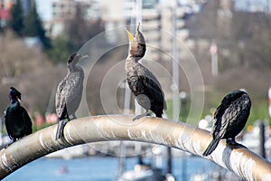 A picture of a double-crested cormorant widely opening its beak.