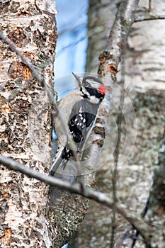 A picture of Downy Woodpecker  hanging on the tree.
