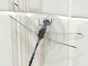 Picture of dragonfly perched in bathroom wall stock image photo