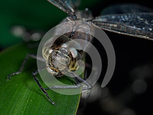 A picture of a dragonfly sitting on a sheet