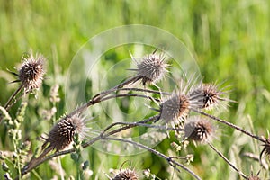 Dried dead brown milk thistle, in fall and winter. The thistle, or silybum marianium, is a spike wild flower present in Europe