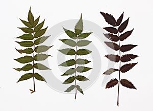 Picture of dried leaves False spiraea in several variants photo