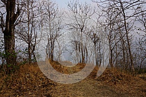 Picture of dry trees in the forest