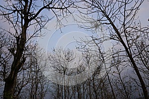 Picture of dry trees in the forest from low angle