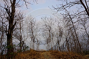 Picture of dry trees in the forest from low angle