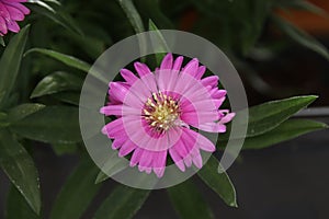 Picture Early Bloomer in outdoor nature photo