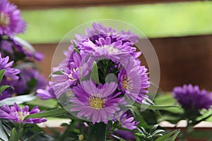 Picture Early Bloomer in outdoor nature Aster