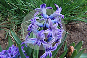 Picture Early Bloomer in outdoor nature hyacinth