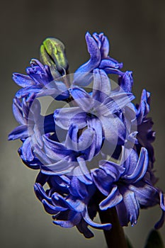 Picture Early Bloomer in outdoor nature hyacinth