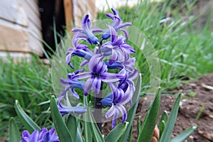 Picture Early Bloomer in outdoor nature hyacinth