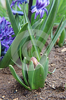 Picture Early Bloomer in outdoor nature hyacinth