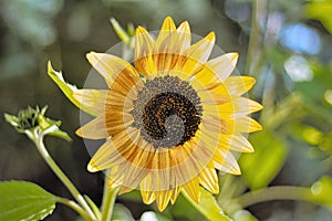 Picture Early Bloomer in outdoor nature Sunflower